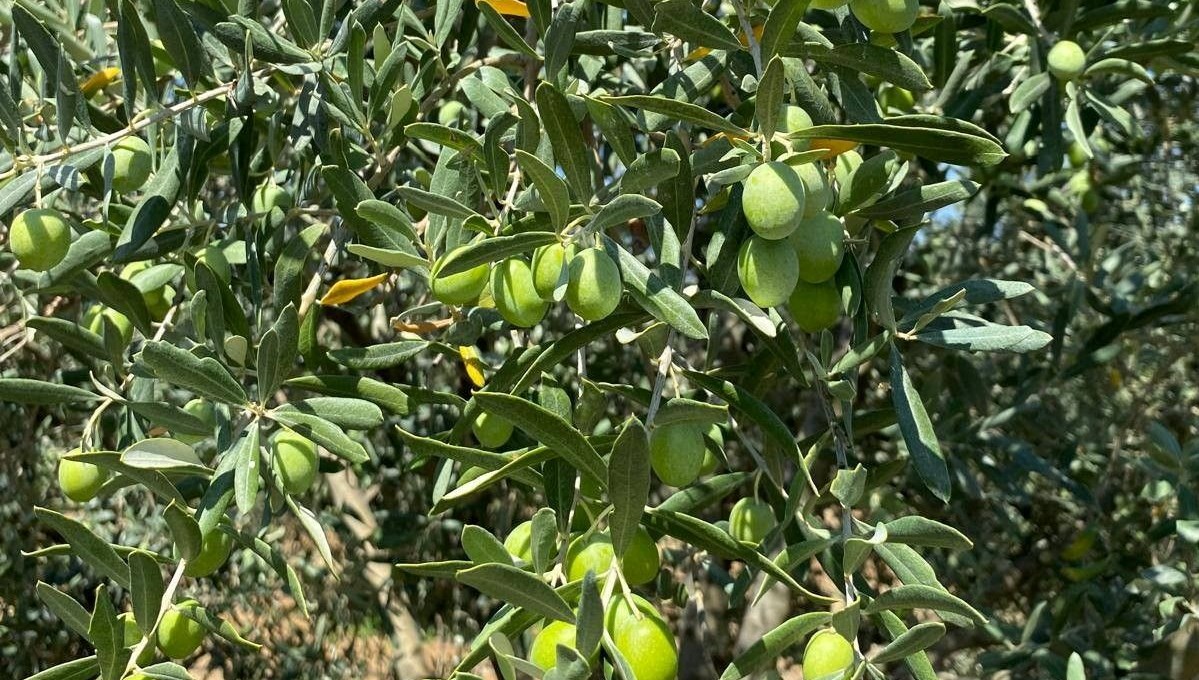 “Zeytin sineği’ne karşı uyarı