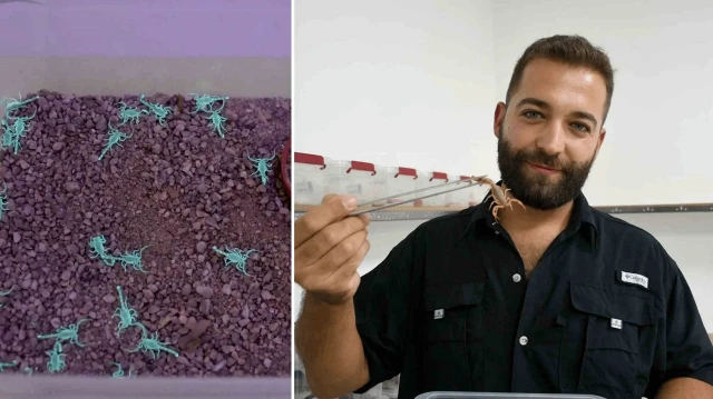 aydinda akrep zehri ureten girisimci 750 akrepten 4 ayda 4 bin yavru elde etti fiyati altinla yarisiyor lmG5sWZK