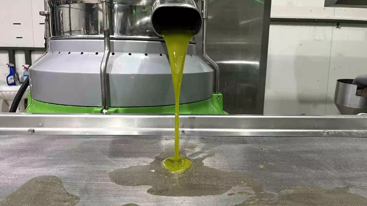 marmaranin ilk zeytinyagi sikimi iznikte gerceklesti yCV6lgx3