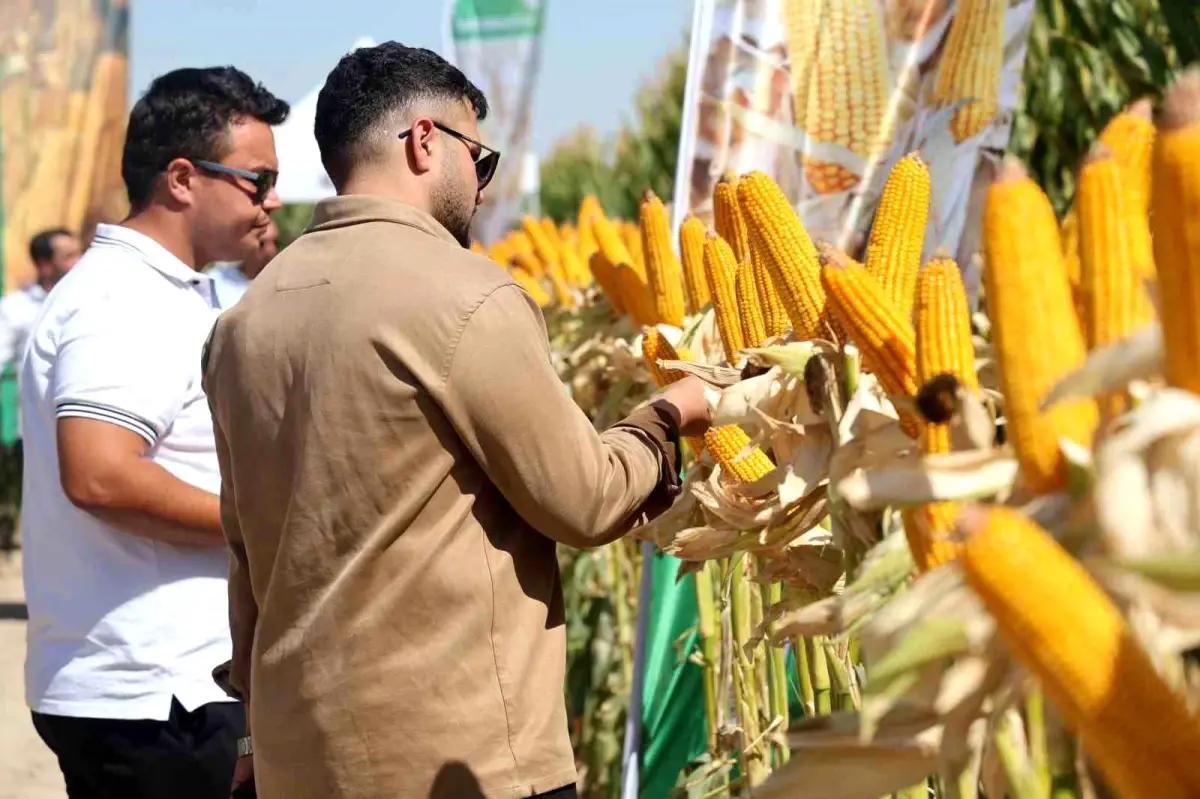may tohumun tarla gununde yeni misir cesitleri tanitildi axdOkSu7