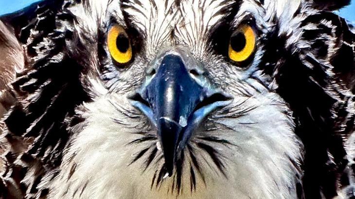 suya dalabilen tek yirtici kus balik kartali bursada goruntulendi mXqTLyUp.jpg